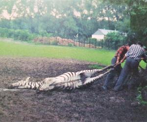 Powódź tysiąclecia we Wrocławiu. Zobacz, jak ratowano zoo przed wielką wodą 