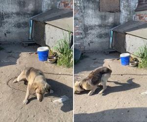 Pies słaniał się na nogach. Wstrząsająca interwencja Inspektoratu OTOZ Animals Braniewo [ZDJĘCIA]