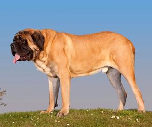 Ten pies waży 124 kilogramy, a ma tylko dwa lata. Śpi na materacu dla ludzi