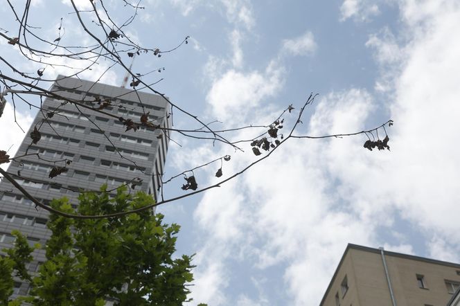 Martwe drzewa na Chmielnej w Warszawie. Miasto potwierdza. „Termin wymiany to jesień”