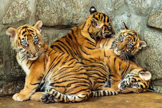 Niesamowite narodziny we wrocławskim zoo. Na świat przyszły cztery tygrysy sumatrzańskie 