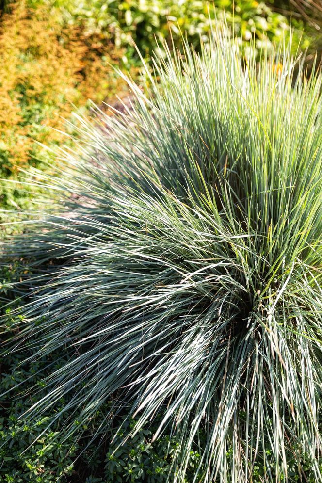 Sesleria jesienna