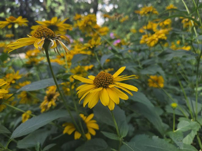 Letni spacer w zielonym sercu Bydgoszczy. Ogród Botaniczny UKW zaprasza!