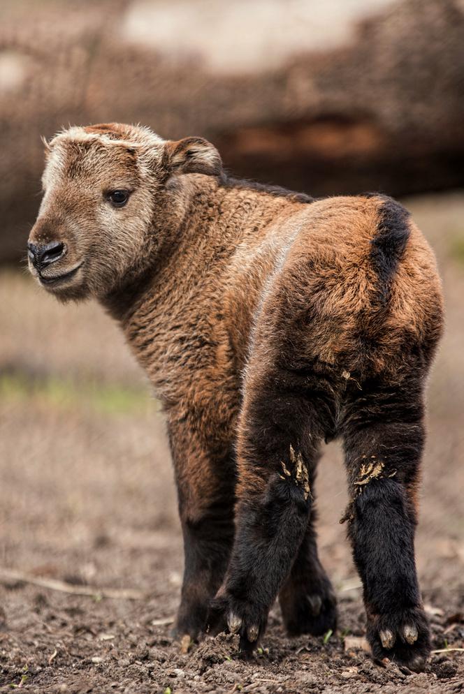 We wrocławskim zoo urodziła się samiczka takina złotego