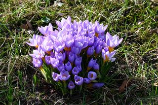 Krokusy w Szczecinie Wiosna 2024