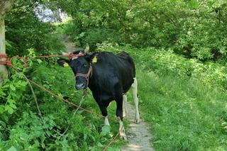Krowa poszła popływać