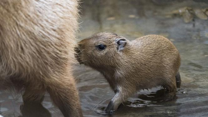 Kapibara z wrocławskiego zoo