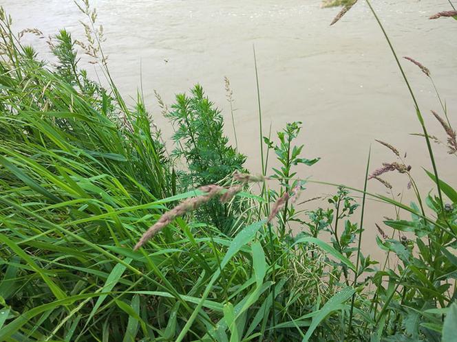Wysoki Dunajec pod Tarnowem! Biała przy Azotach też przybiera