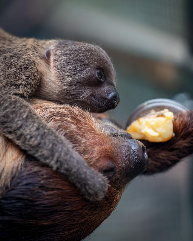 W łódzkim zoo przyszedł na świat leniwiec