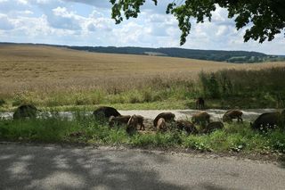 Dziki na trasie pod Olsztynem