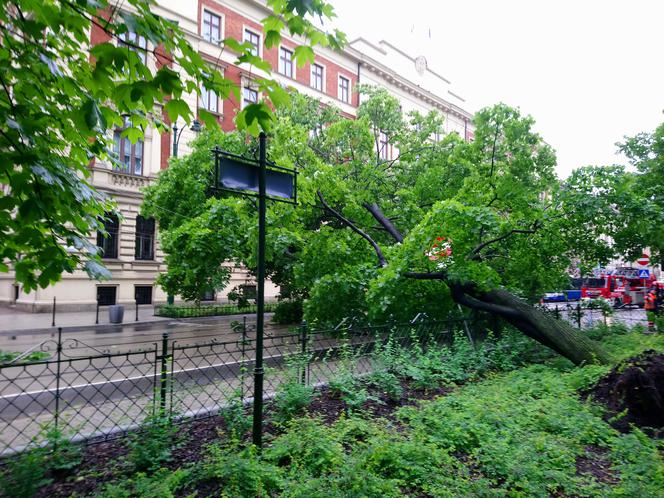 Kraków: O krok od tragedii na Basztowej. Potężne drzewo runęło na ulicę i torowisko
