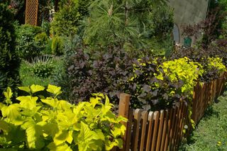 Jakie odmiany pęcherznicy kalinolistnej i tawuły japońskiej skomponować na rabacie? Zapytaliśmy eksperta