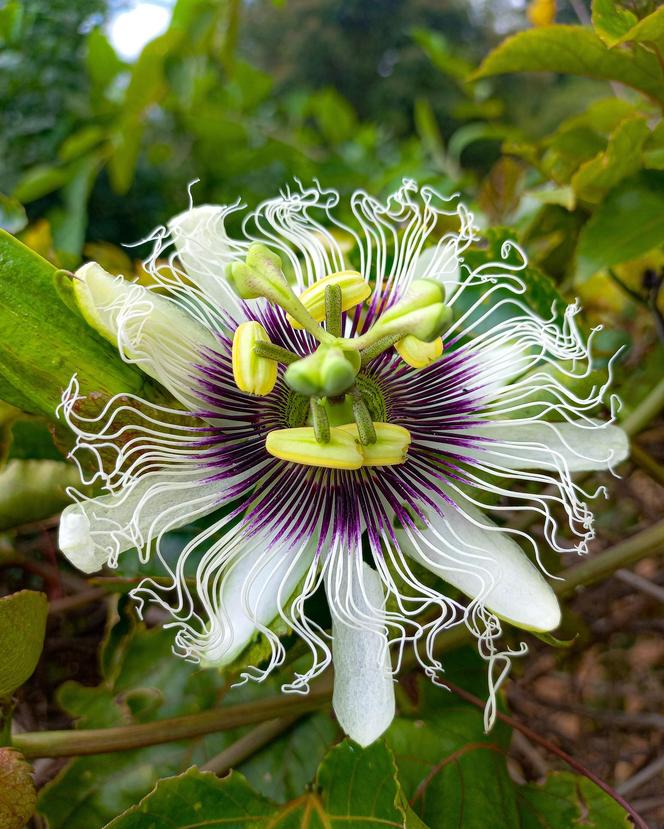 Passiflora, męczennica. Zdjęcia