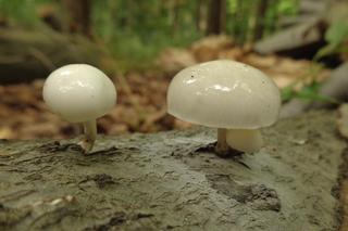 Monetka bukowa w Karkonoskim Parku Narodowym. Zobacz tego niepozornego grzyba [ZDJĘCIA]