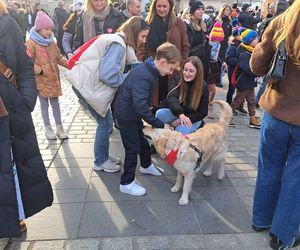 33. Finał WOŚP z grupą krakowskich Golden Retrieverów