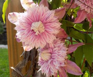 Clematis BLUSHING BRIDESMAID 'Kaiser'