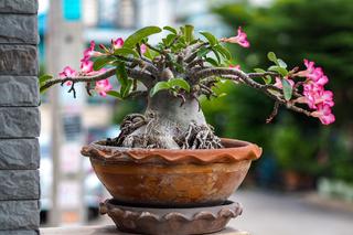 Adenium - róża pustyni i Delosperma cooperi [Porada eksperta]