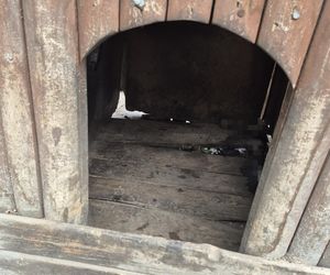 Dramat w Pruszkowie. Przetrzymywał zwierzęta w skandalicznych warunkach. Właściciel próbował się ich pozbyć