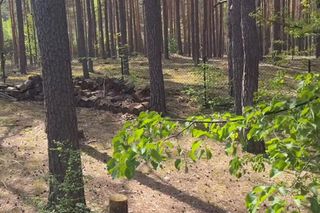 Julia Wieniawa zamieszkała w lesie