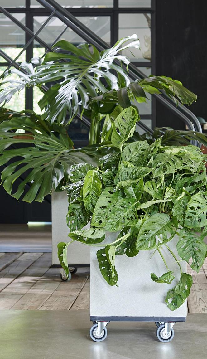 Monstera