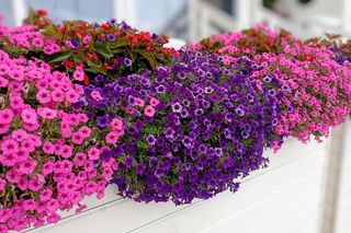 Zwisające kwiaty na balkon