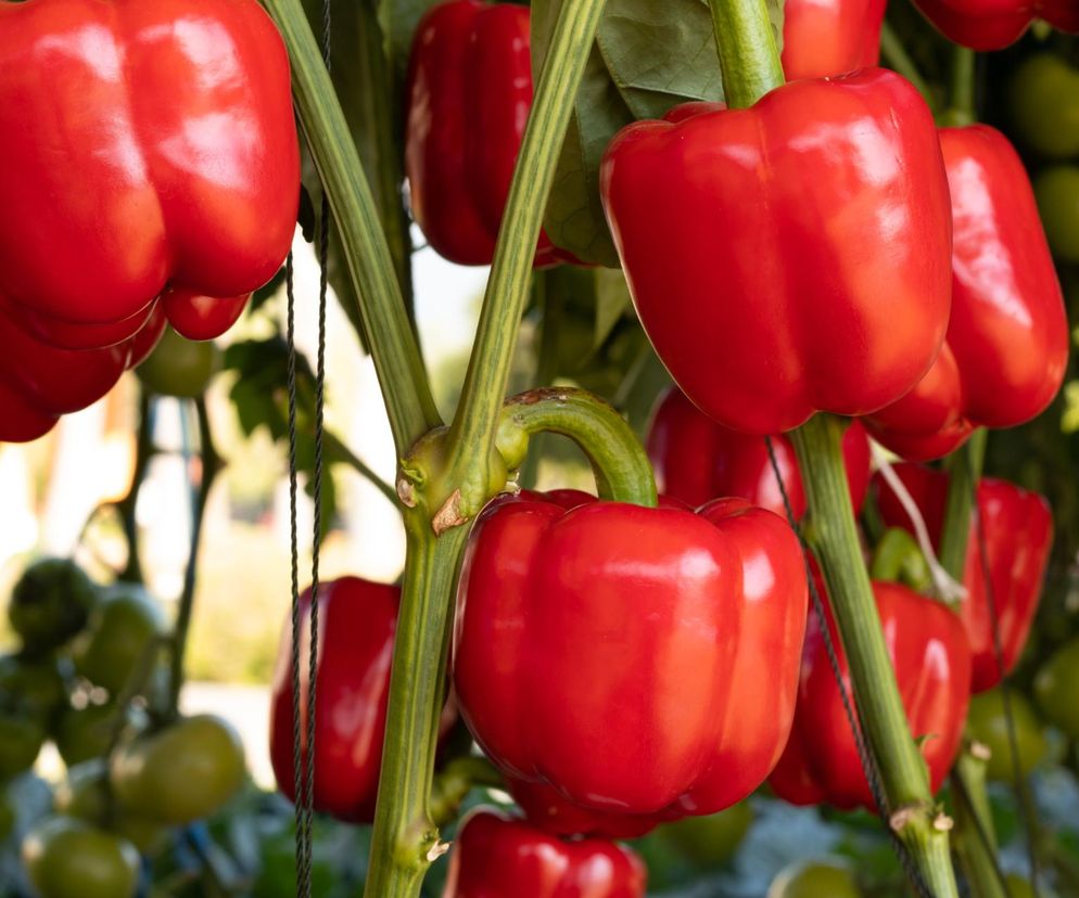 Dojrzałe czerwone papryki zwisające z zielonych łodyg, symbolizujące obfitość zbiorów rolników borykających się z niskimi cenami skupu. O trudnej sytuacji rynkowej i działaniach ministra rolnictwa przeczytasz na Super Biznes.