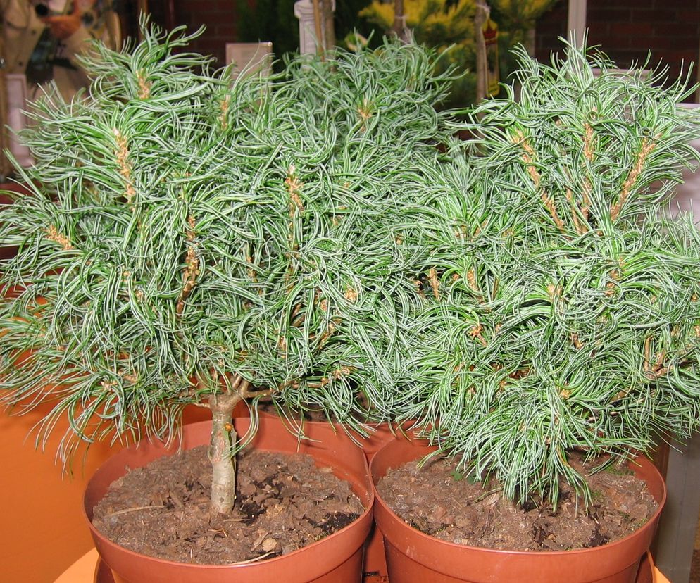 Sosna wejmutka ‘Tiny Curls’ - Pinus strobus ‘Tiny Curls’ 