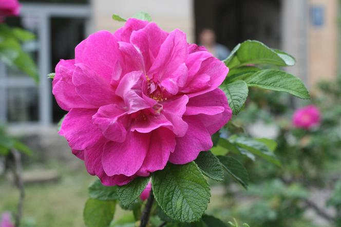 Róża pomarszczona 'Hansa' - Rosa rugosa 'Hansa'