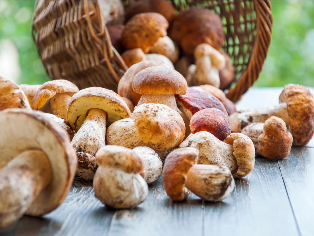 Leśna galaretka z prawdziwków i nóżek wieprzowych z Borów Tucholskich [Żalno, Kuchenne Rewolucje]