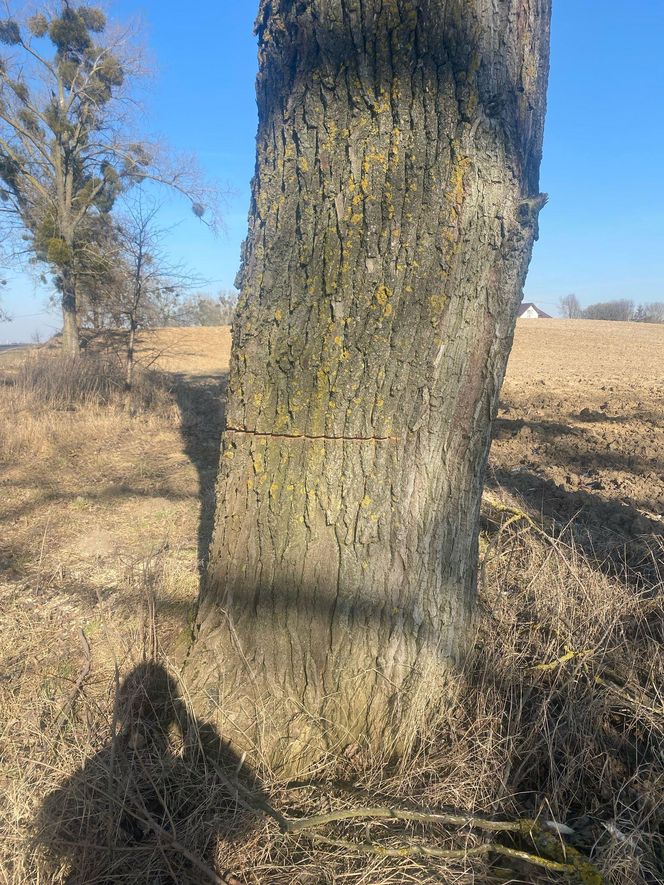   Ktoś podciął 29 dużych drzew. Mogły runąć na drogę. Sprawca poszukiwany