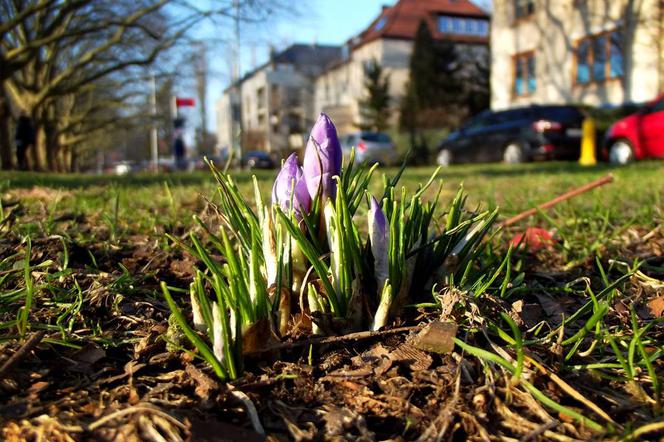 Wiosna idzie! W Szczecinie zakwitły pierwsze krokusy! Dbajmy o nie!