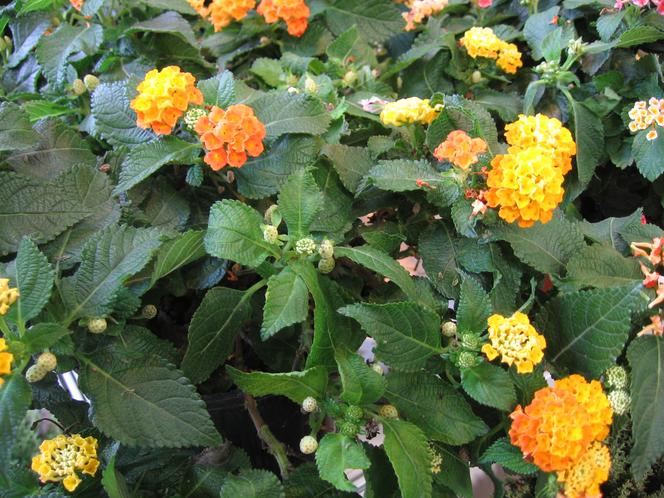 LANTANA