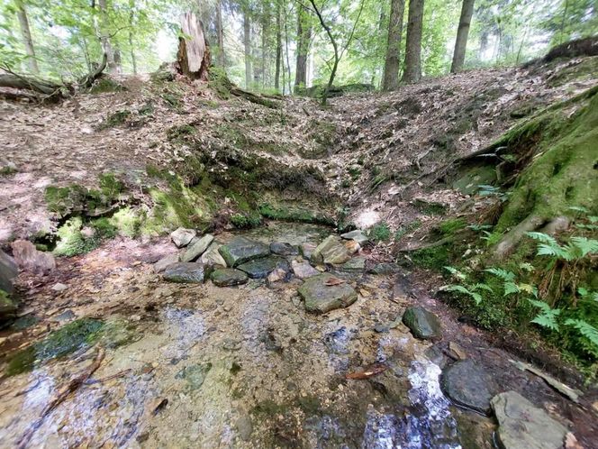 Źródło rzeki Kamiennej "Biały stok"