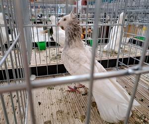 Wystawa gołębi i królików rasowych oraz ozdobnego drobiu - Tarnów 2022