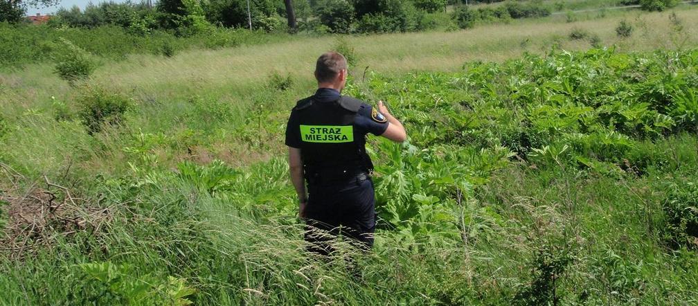 Uwaga na barszcz Sosnowskiego!