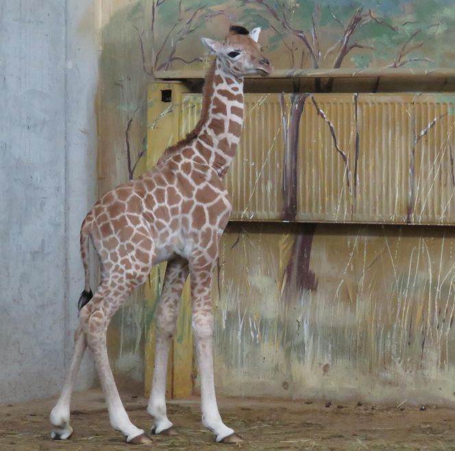 Żyrafka w zamojskim zoo