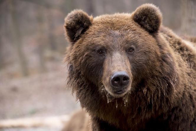 Bieszczady. Spotkanie oko w oko z niedźwiedziem! Warczał i ryczał w kierunku turystów