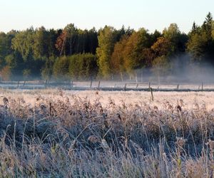 Najpiękniejsze lasy w Polsce na jesienne spacery. Gdzie warto pojechać, zanim opadną liście?