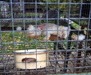 Wyrok w sprawie koszmaru na fermie