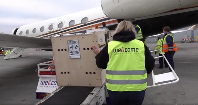 Lwiątka z Odessy były skazane na śmierć! Teraz zaczynają nowe życie w amerykańskim azylu [ZDJĘCIA]