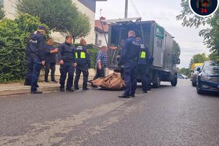 Pościg za Łosiem w Warszawie. Wielki zwierz wymykał się obławie