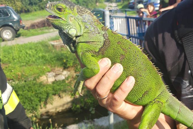 legwan zielony-jaszczurka-iguana
