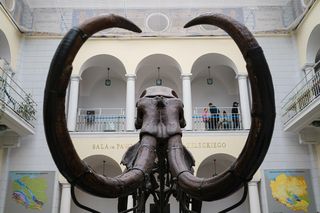 W tym warszawskim muzeum zrobisz sobie selfie z dinozaurem. Wstęp nic nie kosztuje!