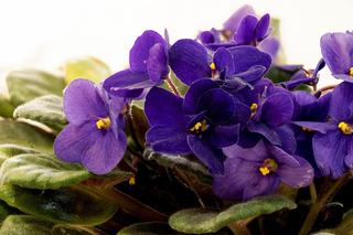 Pielęgnacja roślin doniczkowych zimą