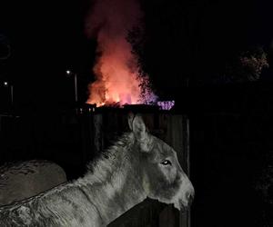 W ogniu spłonął cały zapas jedzenia dla zwierząt z przytuliska. Tragiczna sytuacja zwierząt poruszyła serca ludzi