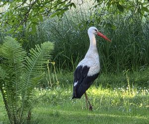 Kajtek bocian podwórkowy