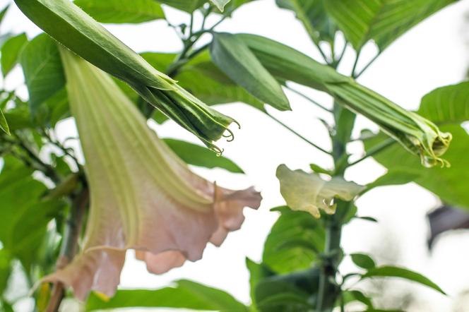 Niesamowita Datura. Zdjęcia