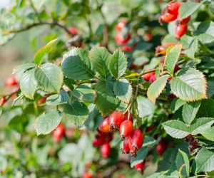 Zapobiega osteoporozie i łagodzi stany zapalne. Ten owoc to skarbnica witamin i minerałów