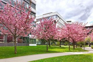 Wiśnia piłkowana 'Kanzan'