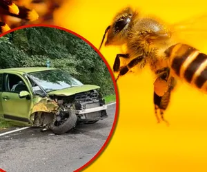 Pszczoła omal nie doprowadziła do tragedii! Samochód roztrzaskał się na drzewie pod Złotoryją